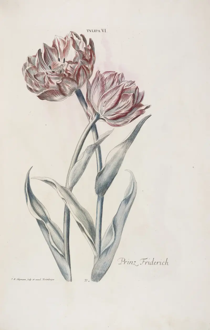 Tulipa VI. Prinz Friedrich av Christoph Jakob Trew