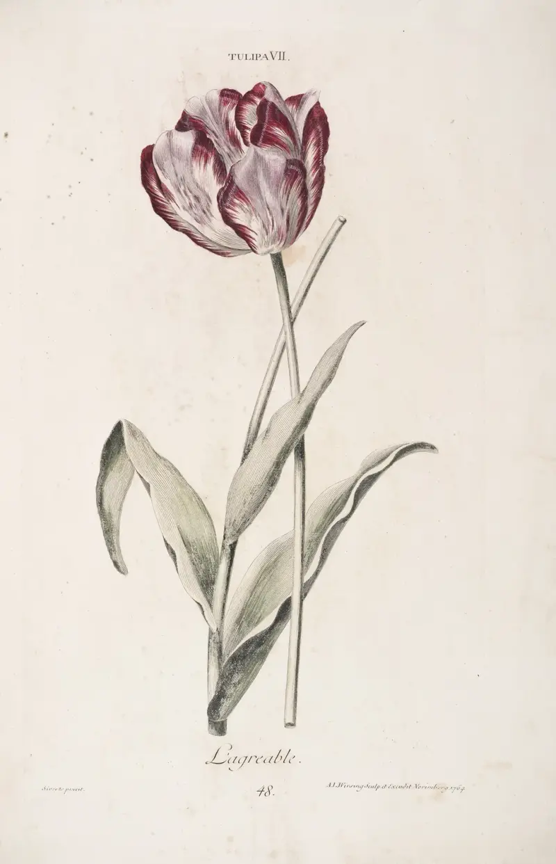 Tulipa VII. L’agréable av Christoph Jakob Trew
