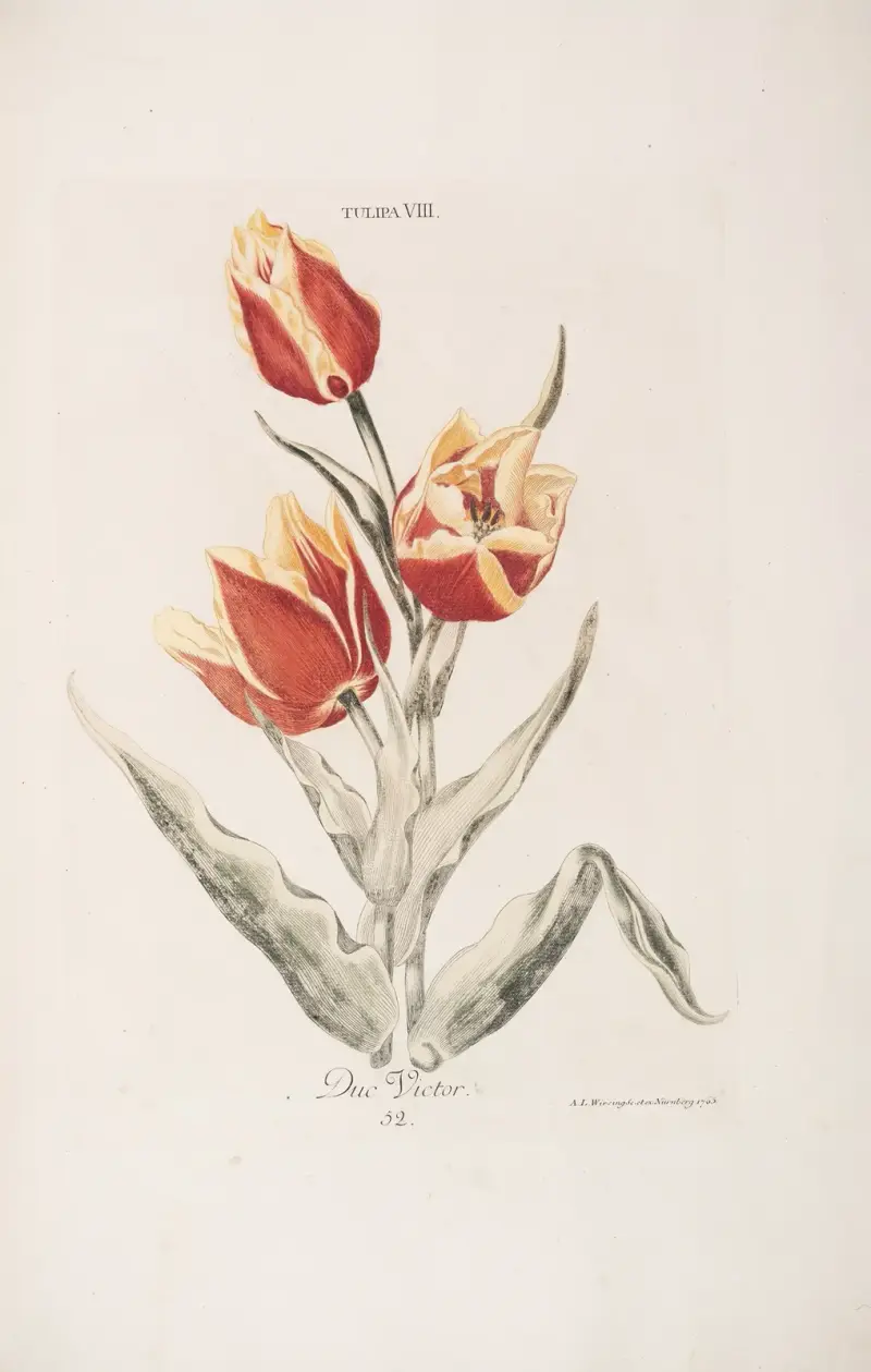 Tulipa VIII. Duc Victor av Christoph Jakob Trew