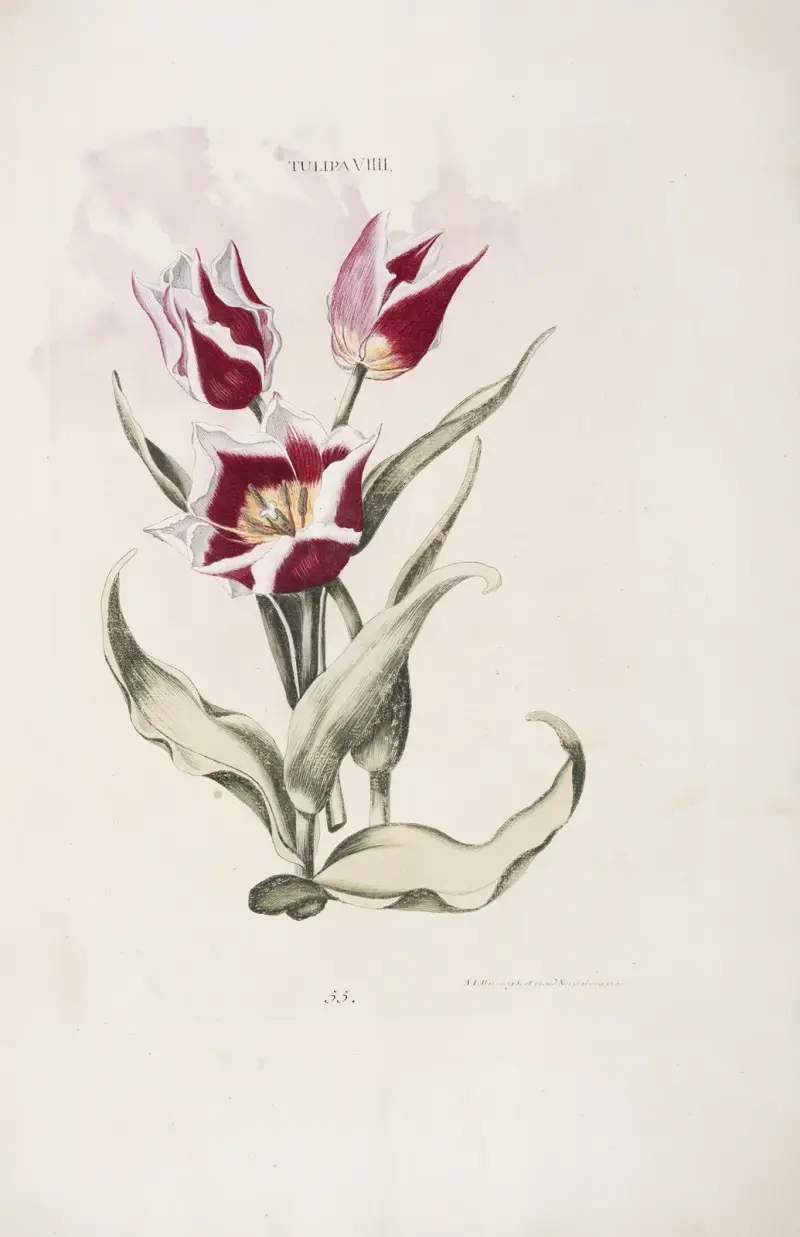 Tulipa VIII av Christoph Jakob Trew