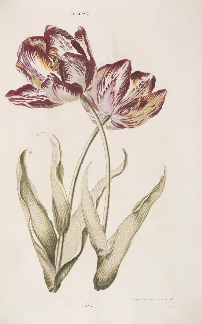 Tulipa X av Christoph Jakob Trew