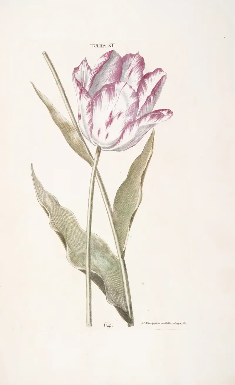 Tulipa XII von Christoph Jakob Trew