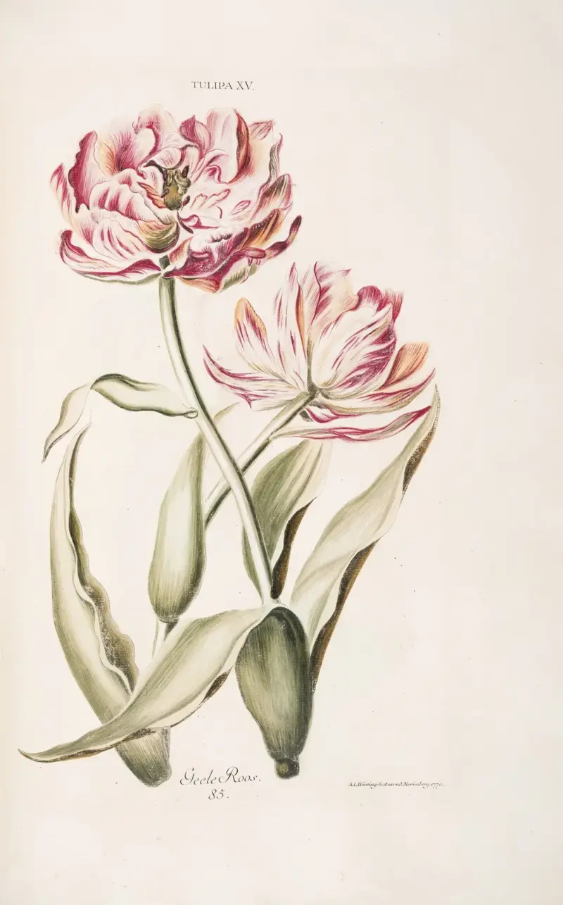 Tulipa XV. Geele Roos av Christoph Jakob Trew