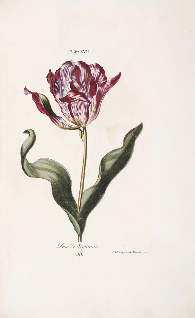 Tulipa XVII. Duc d’ Aquitaine av Christoph Jakob Trew