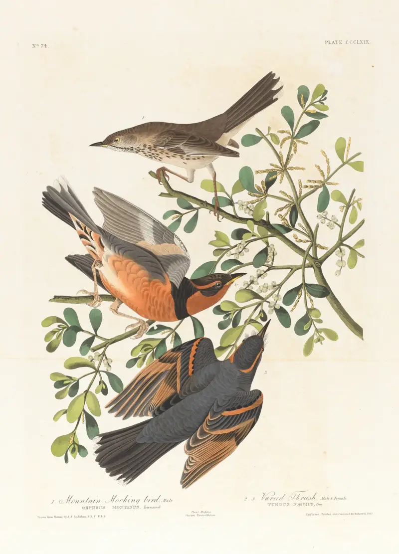 1. Mountain mocking bird, male. 2. 3. Varied thrush, male & female av John James Audubon