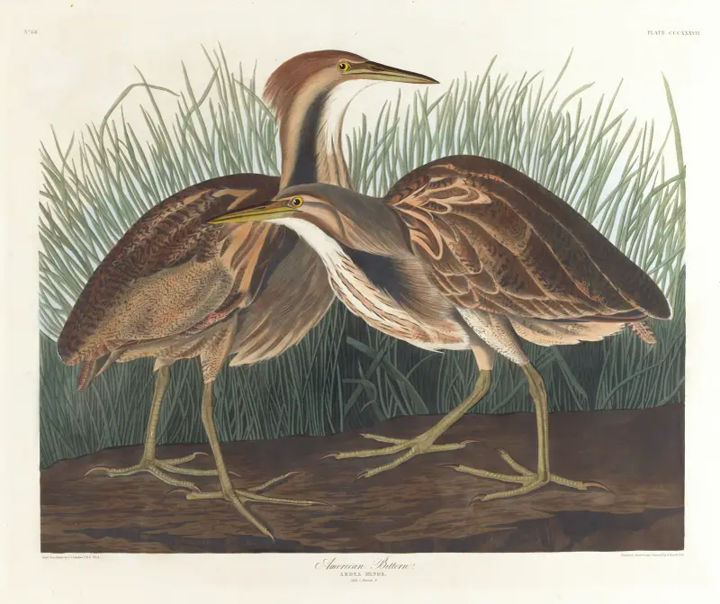 Americký bukač, John James Audubon
