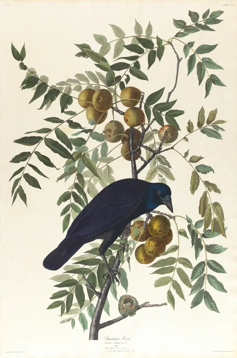 Amerikanische Krähe von John James Audubon