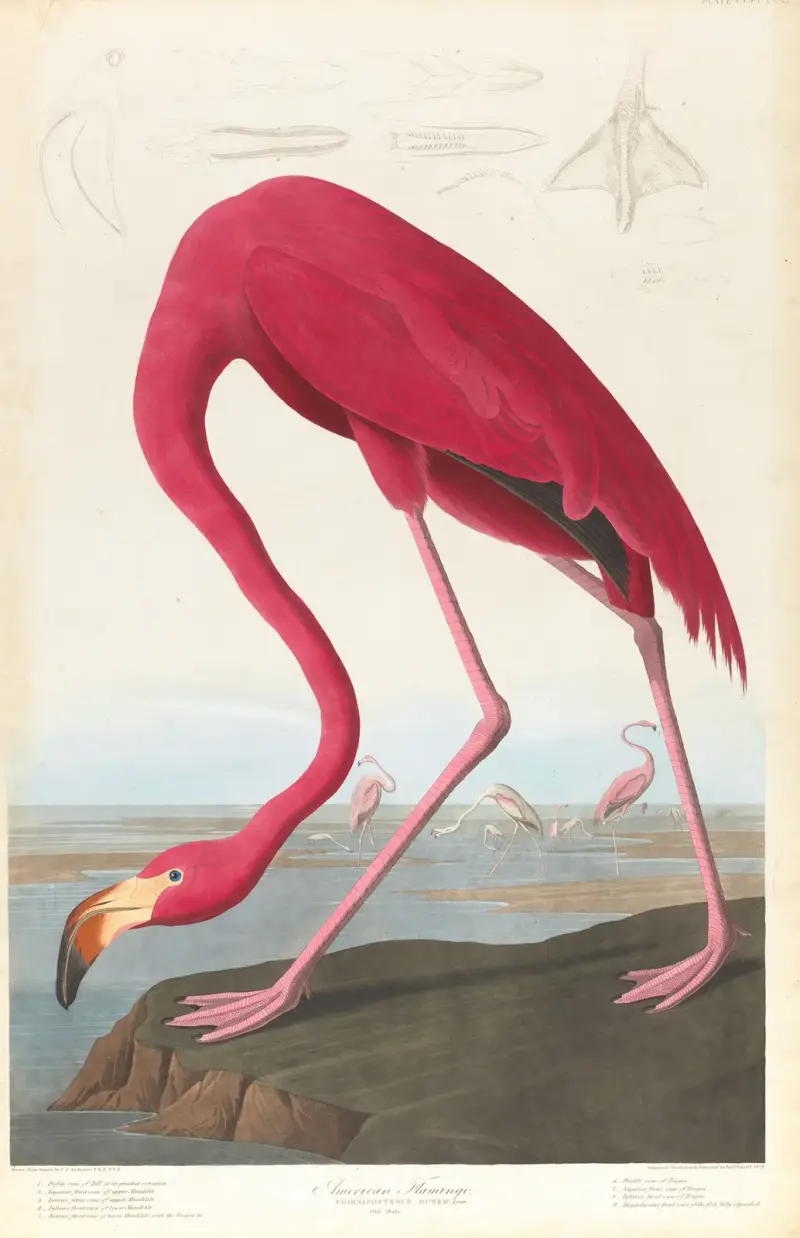 Amerikanischer Flamingo, 1827 von John James Audubon