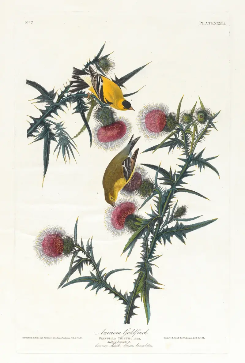 Amerikanischer Goldfink von John James Audubon