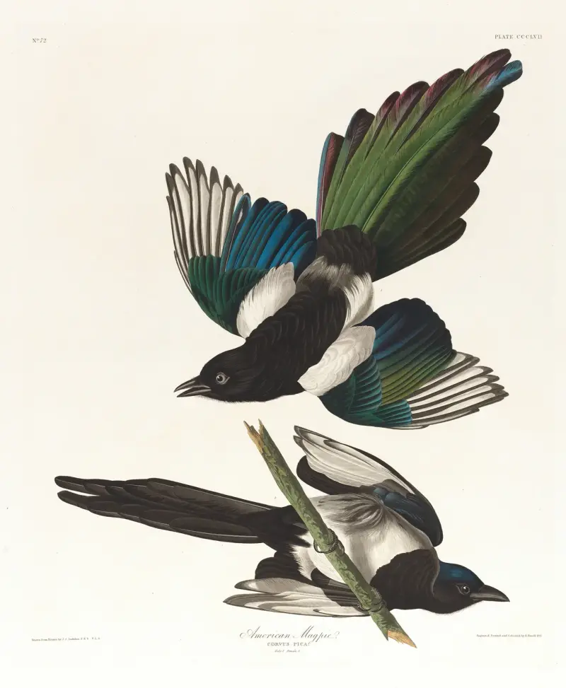Sroka amerykańska, John James Audubon
