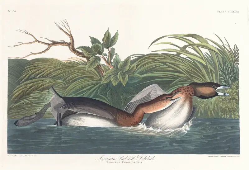 American pied-bill dobchick av John James Audubon