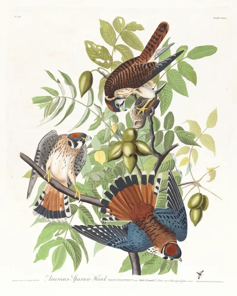 Amerikanischer Sperber von John James Audubon