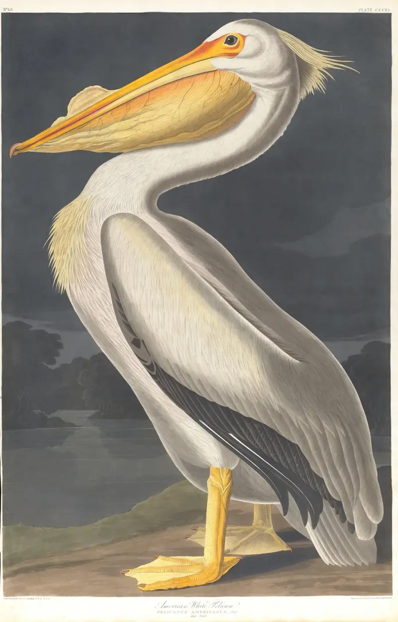 Amerikanischer Weißer Pelikan von John James Audubon
