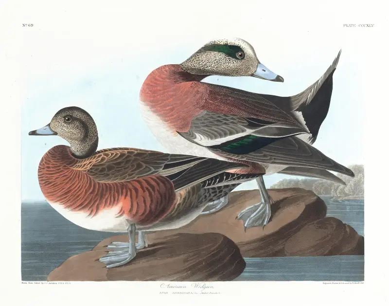 Amerikansk bläsand, John James Audubon