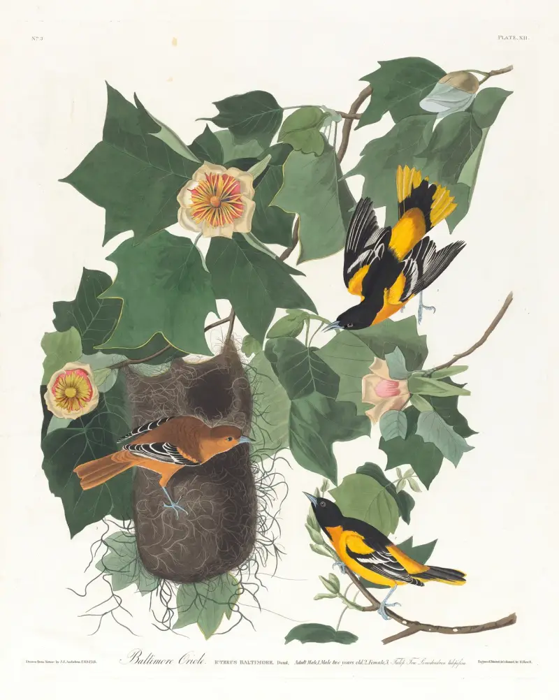 Vlhovec baltimorský, John James Audubon