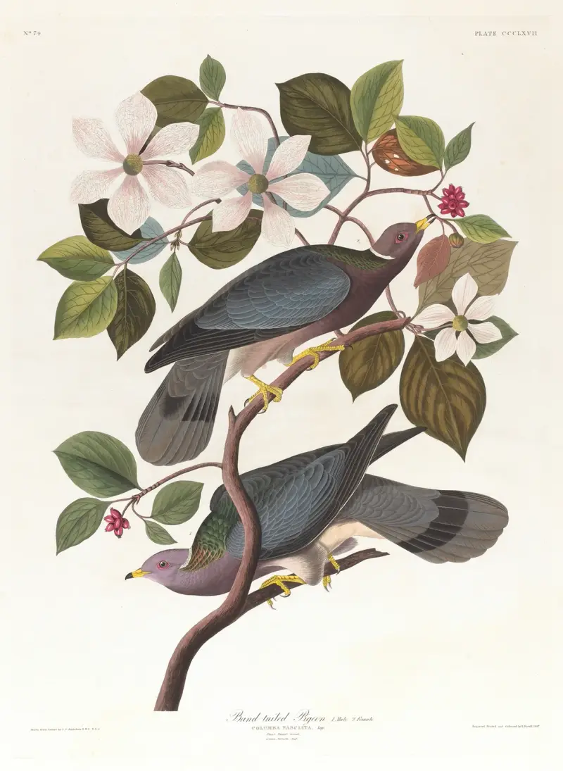 Band-tailed pigeon von John James Audubon