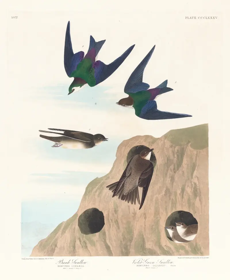 Bank swallow. Violet-green swallow av John James Audubon
