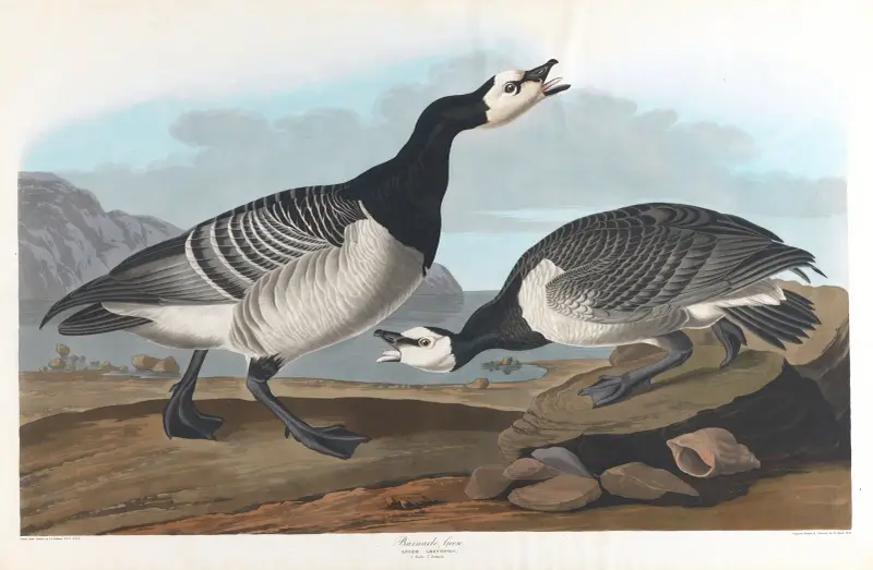 Bernikla białolica, John James Audubon