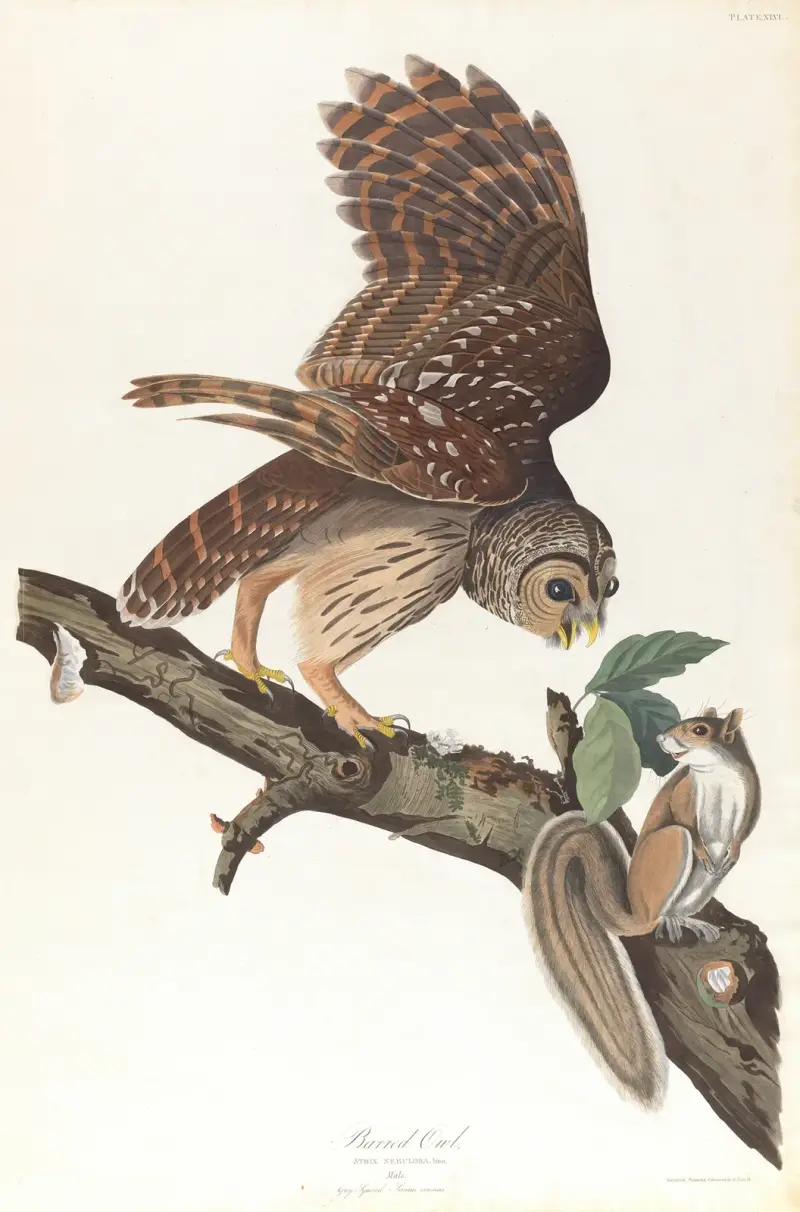 Výr proměnlivý, John James Audubon