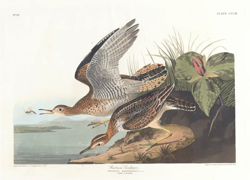 Biegus Bartrama, John James Audubon