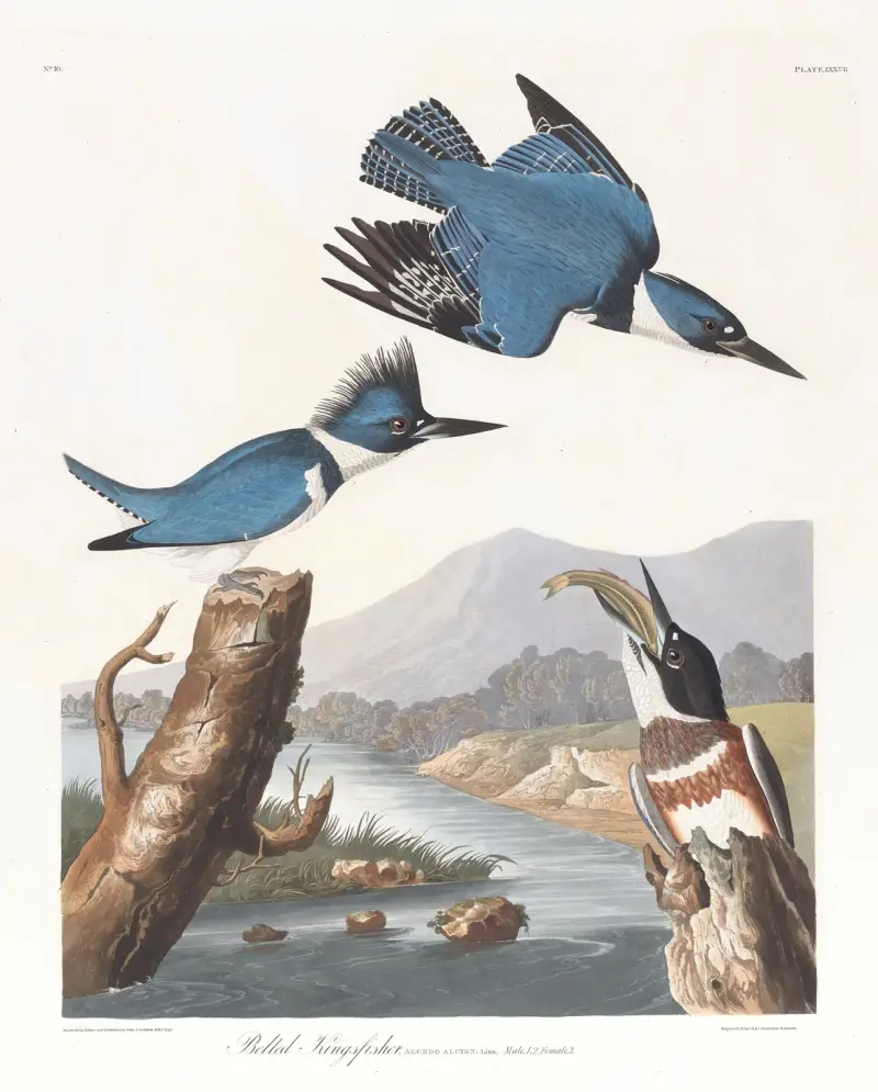Gürtelfischer von John James Audubon