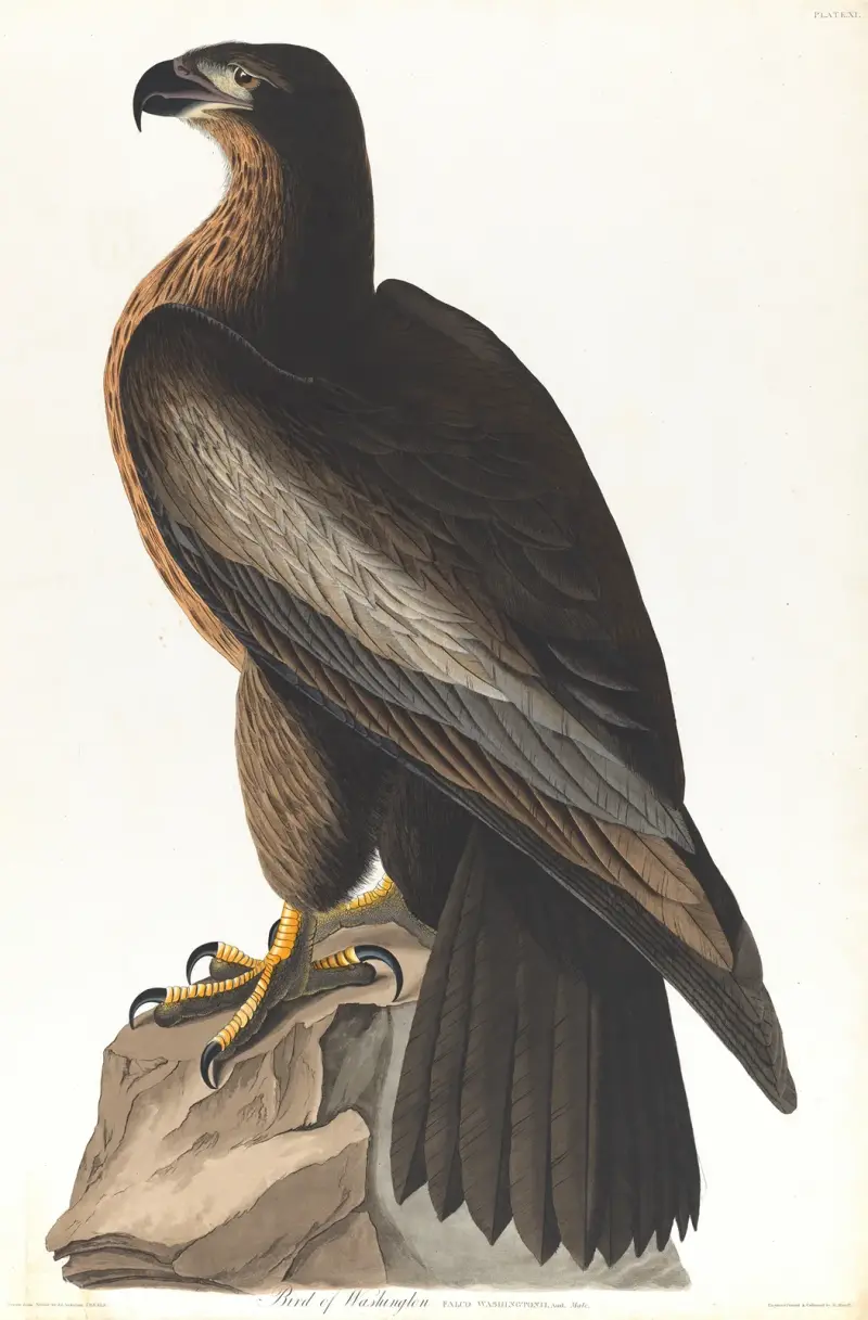 Bird of Washington av John James Audubon