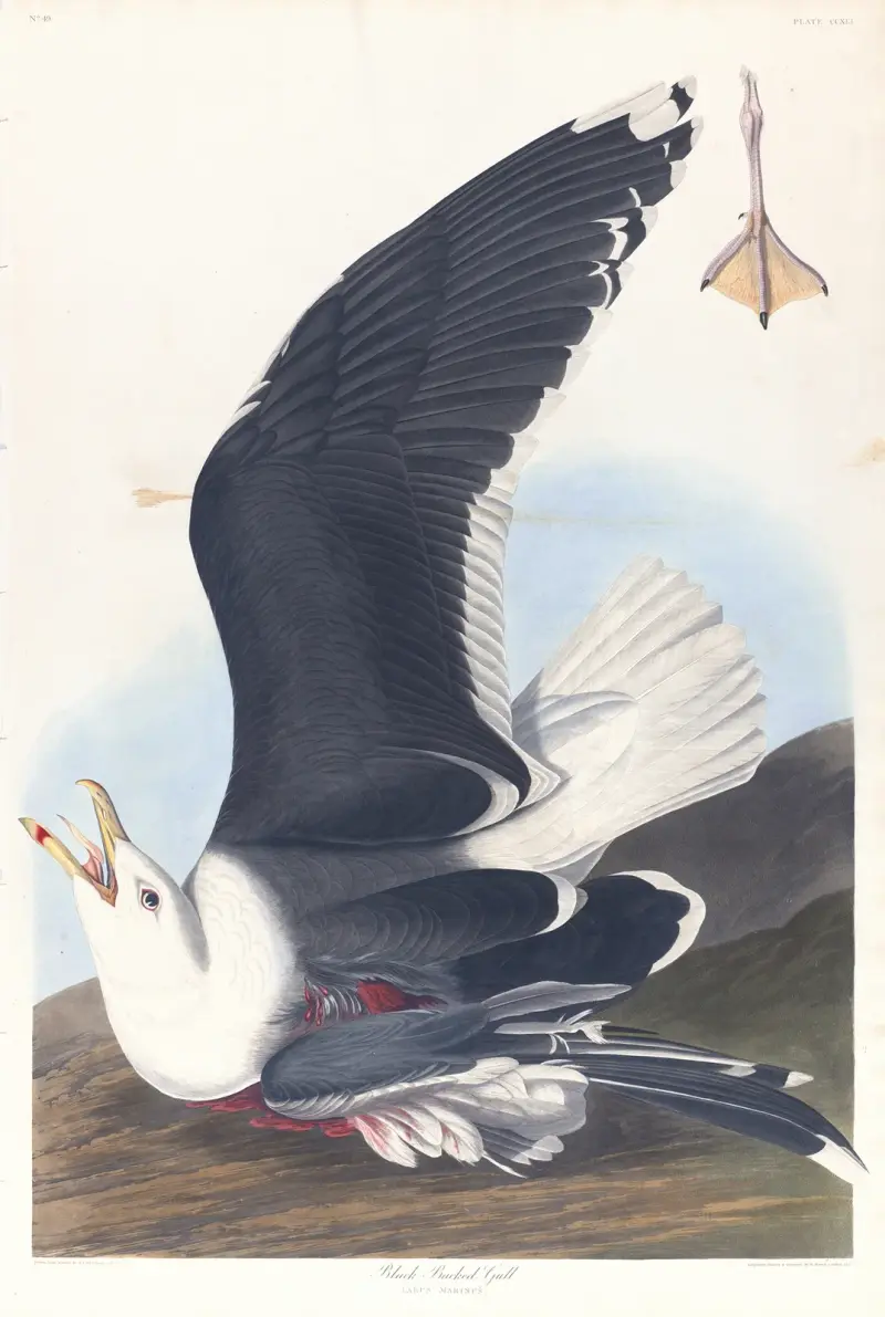 Racek mořský, 1827 – č. 1, John James Audubon