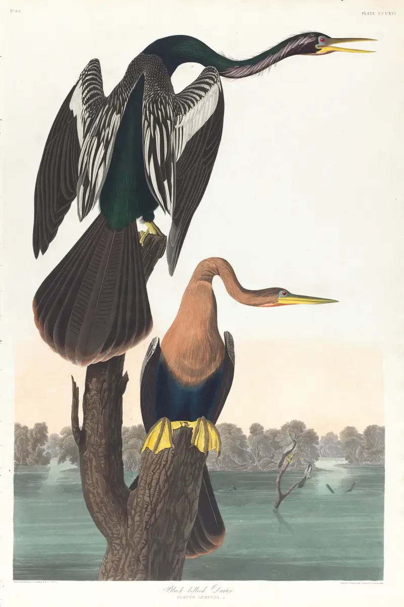 Schwarzbauch-Schlängelhals von John James Audubon