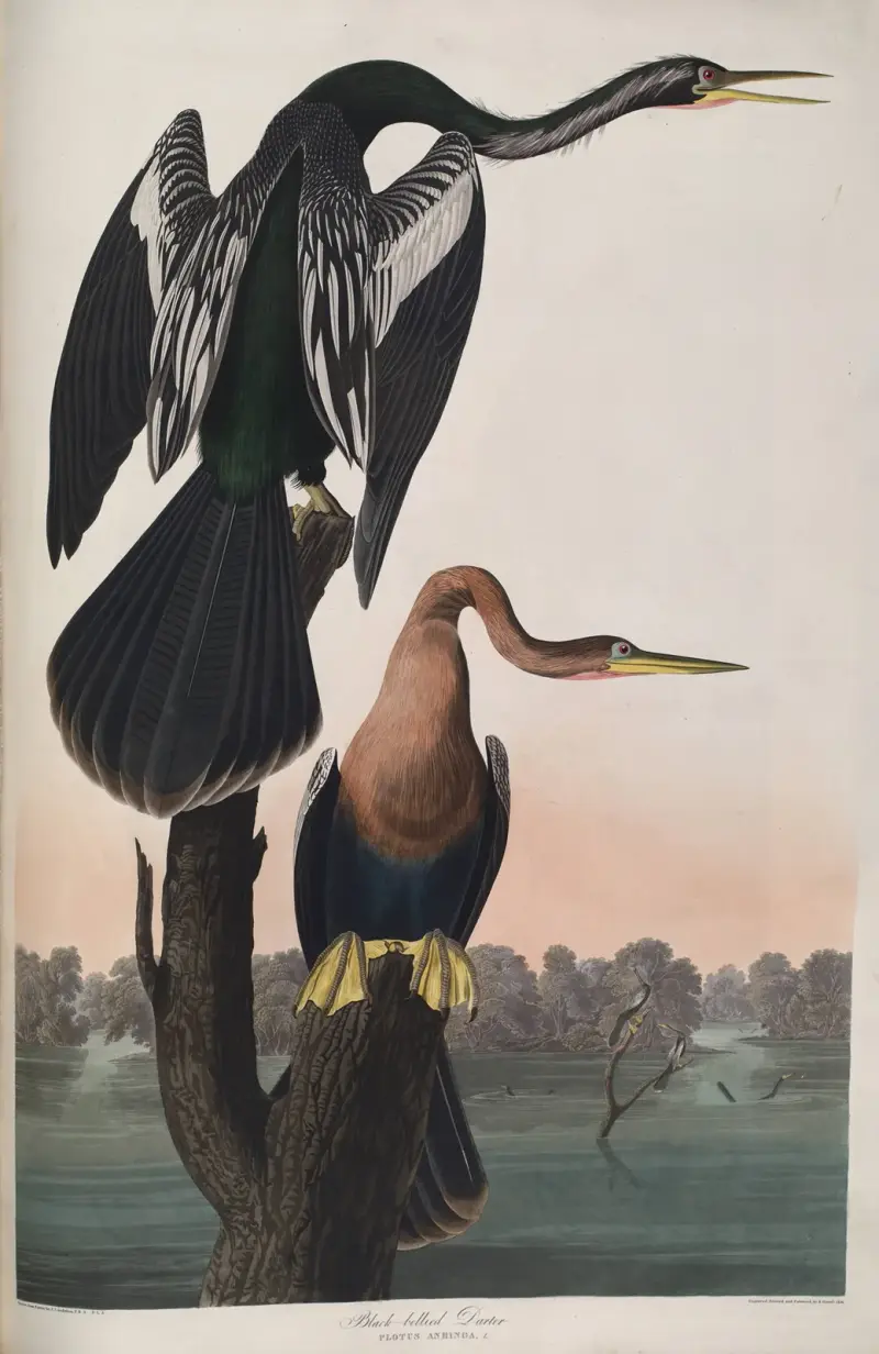 Wężówka czarnobrzucha, John James Audubon