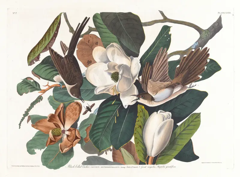 Schwarzschnabel-Regenkuckuck von John James Audubon