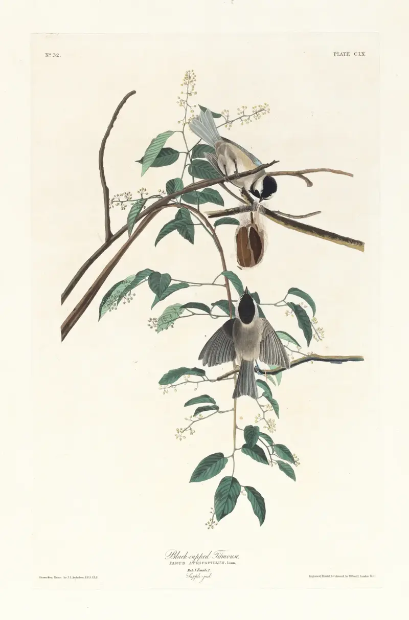 Sýkora černohlavá, John James Audubon