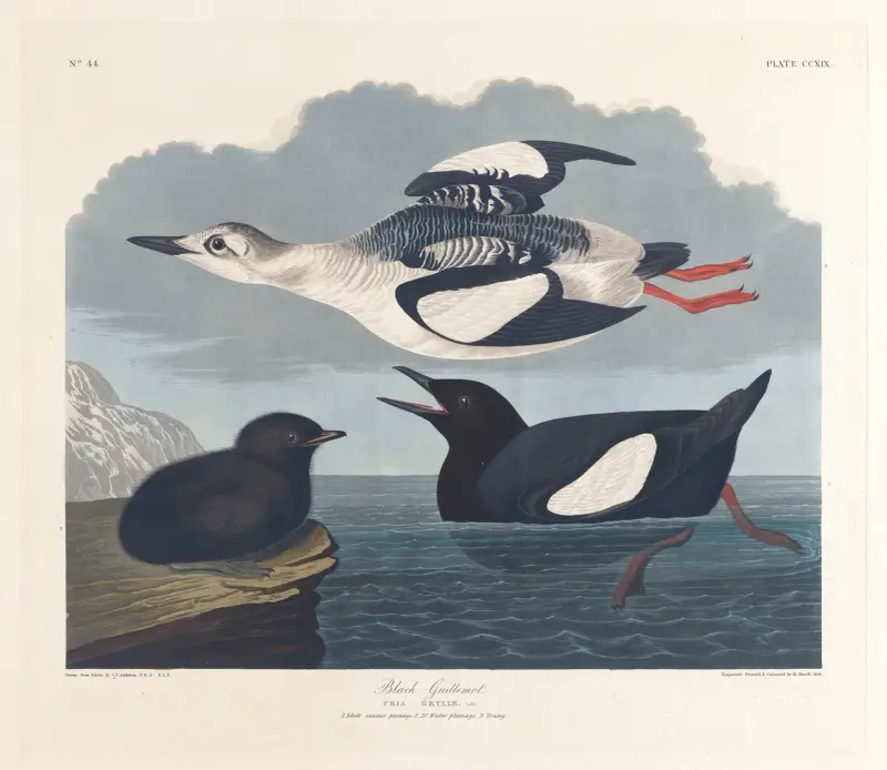 Schwarzguillemot von John James Audubon