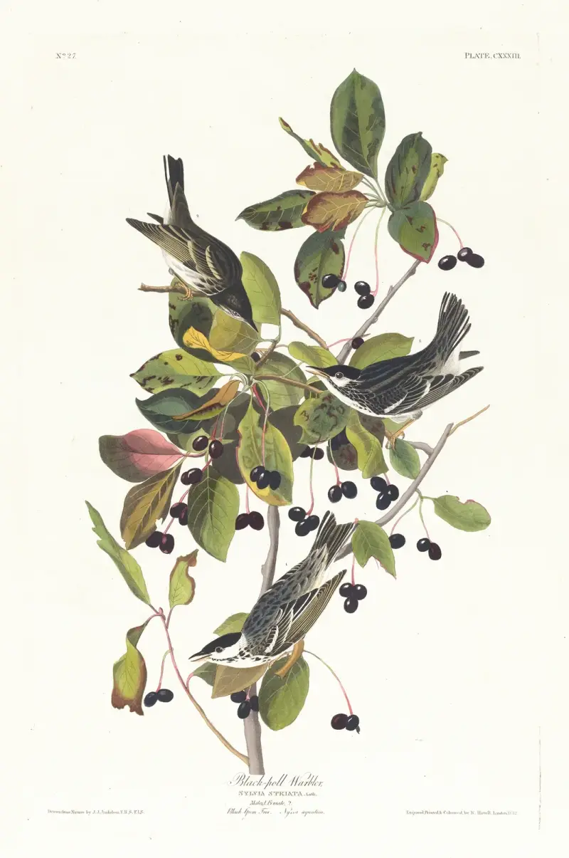 Černopásá lesňáčka, John James Audubon