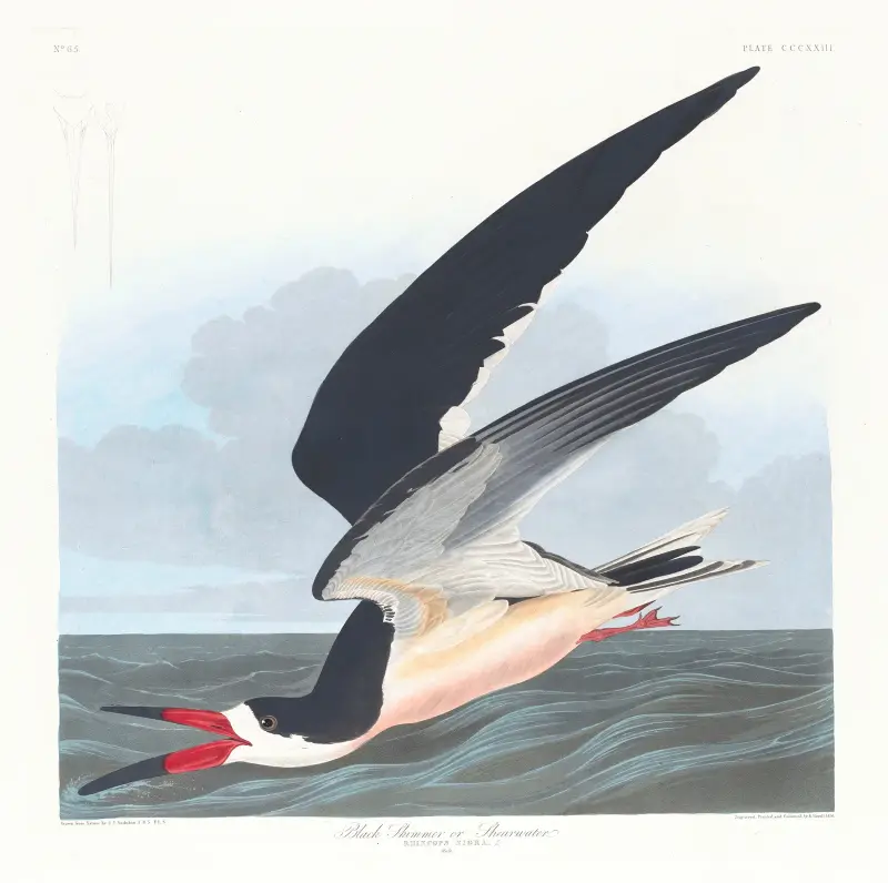 Black skimmer or shearwater av John James Audubon