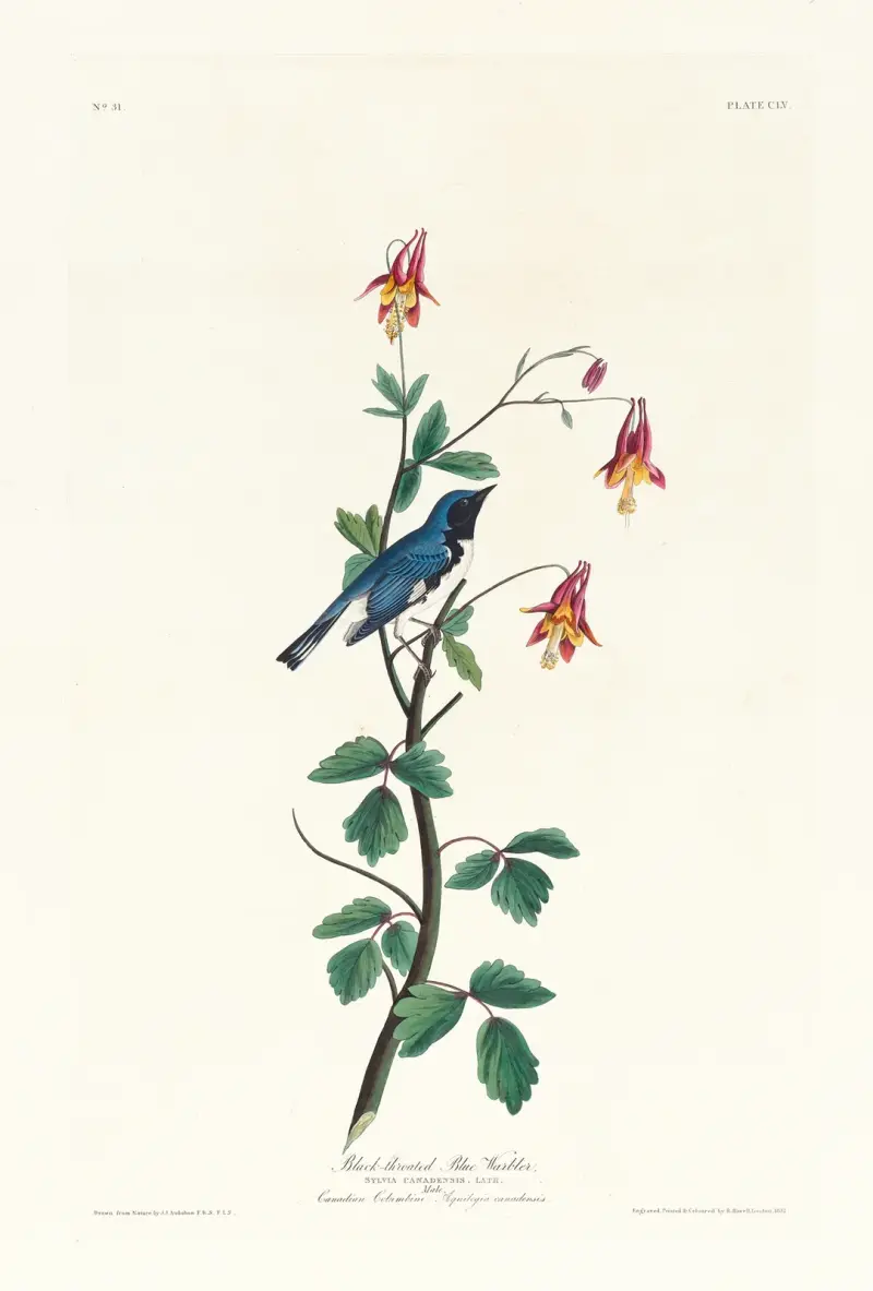 Černohrdlá lesňáčka, John James Audubon