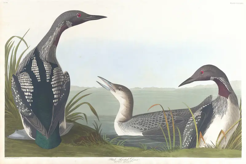 Černohrdlý potáplice, John James Audubon