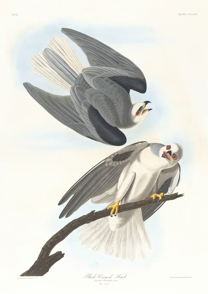 Černokřídlý jestřáb, John James Audubon