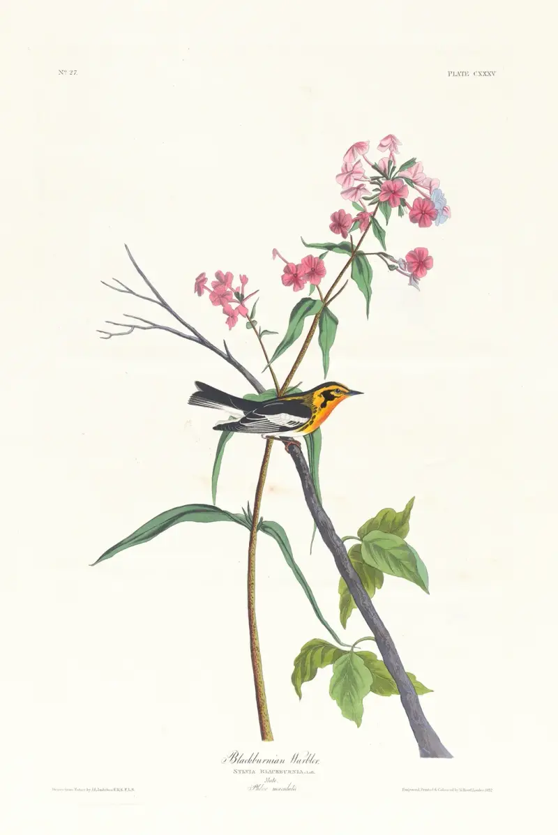 Blackburnian-Waldsänger von John James Audubon