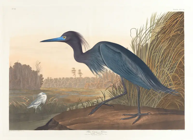 Blauer Kranich oder Reiher von John James Audubon