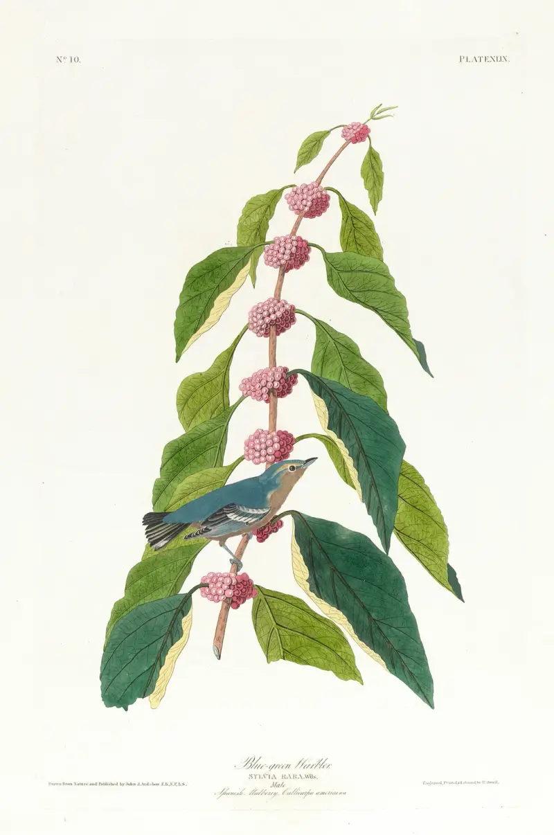Blau-grüner Waldsänger von John James Audubon