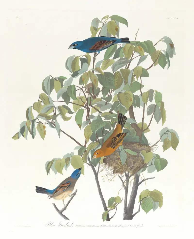 Łuszczyk niebieski, John James Audubon