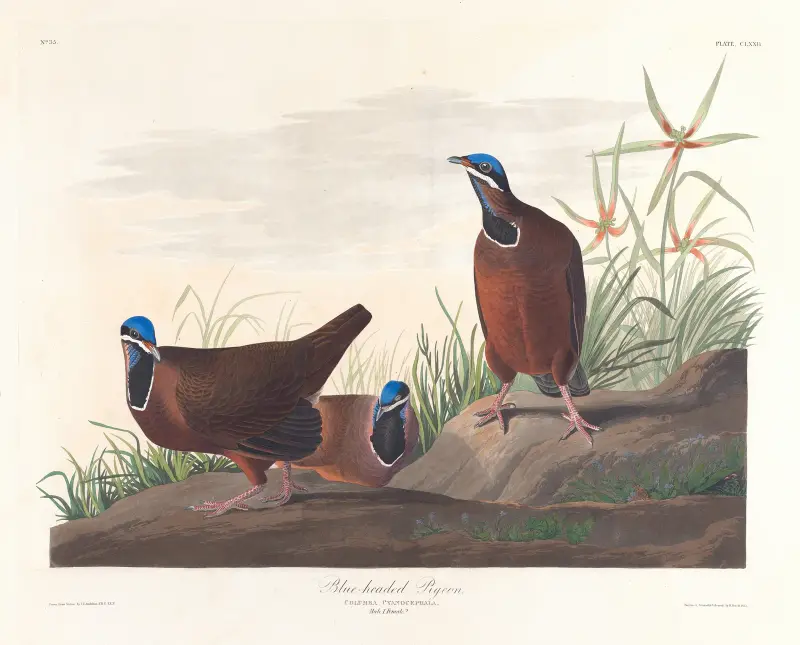Blaukopf-Taube von John James Audubon