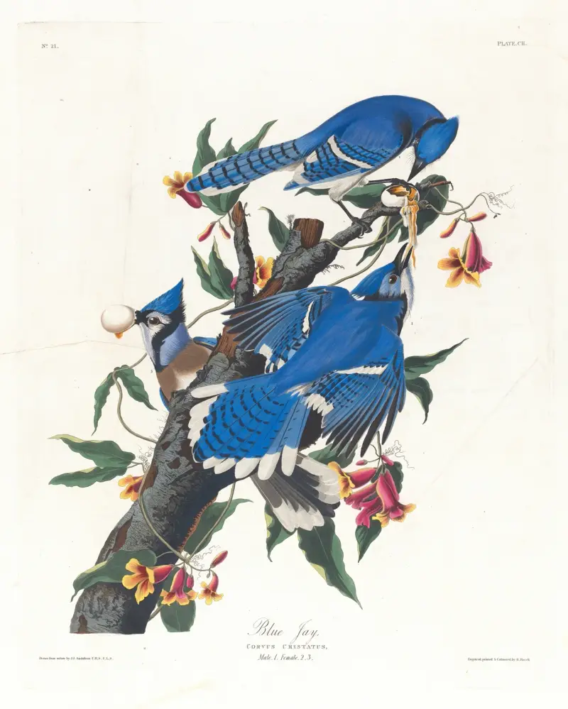 Modrosójka błękitna, John James Audubon