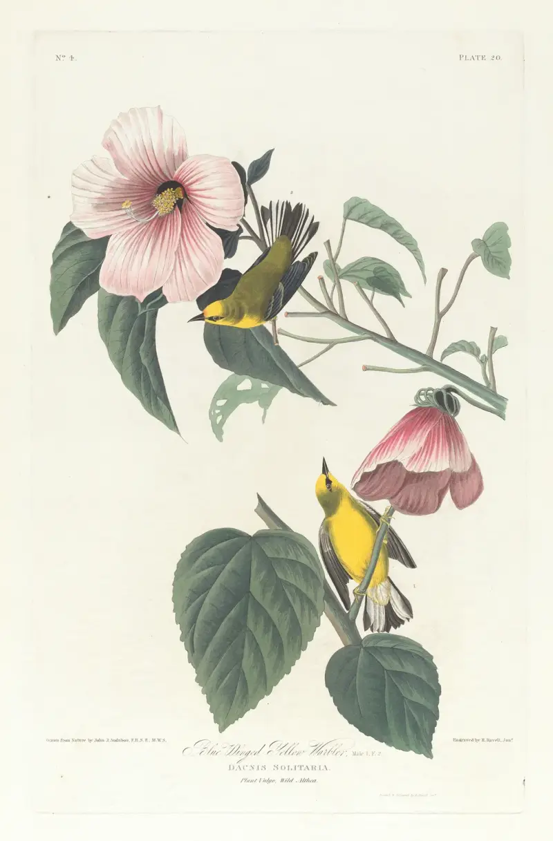 Żółtawa pokrzewnica niebieskoskrzydła, 1827 – Nr. 2, John James Audubon