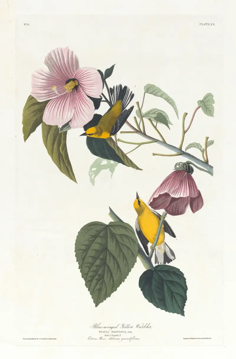 Blauflügeliger Waldsänger, 1827 – Nr. 1 von John James Audubon