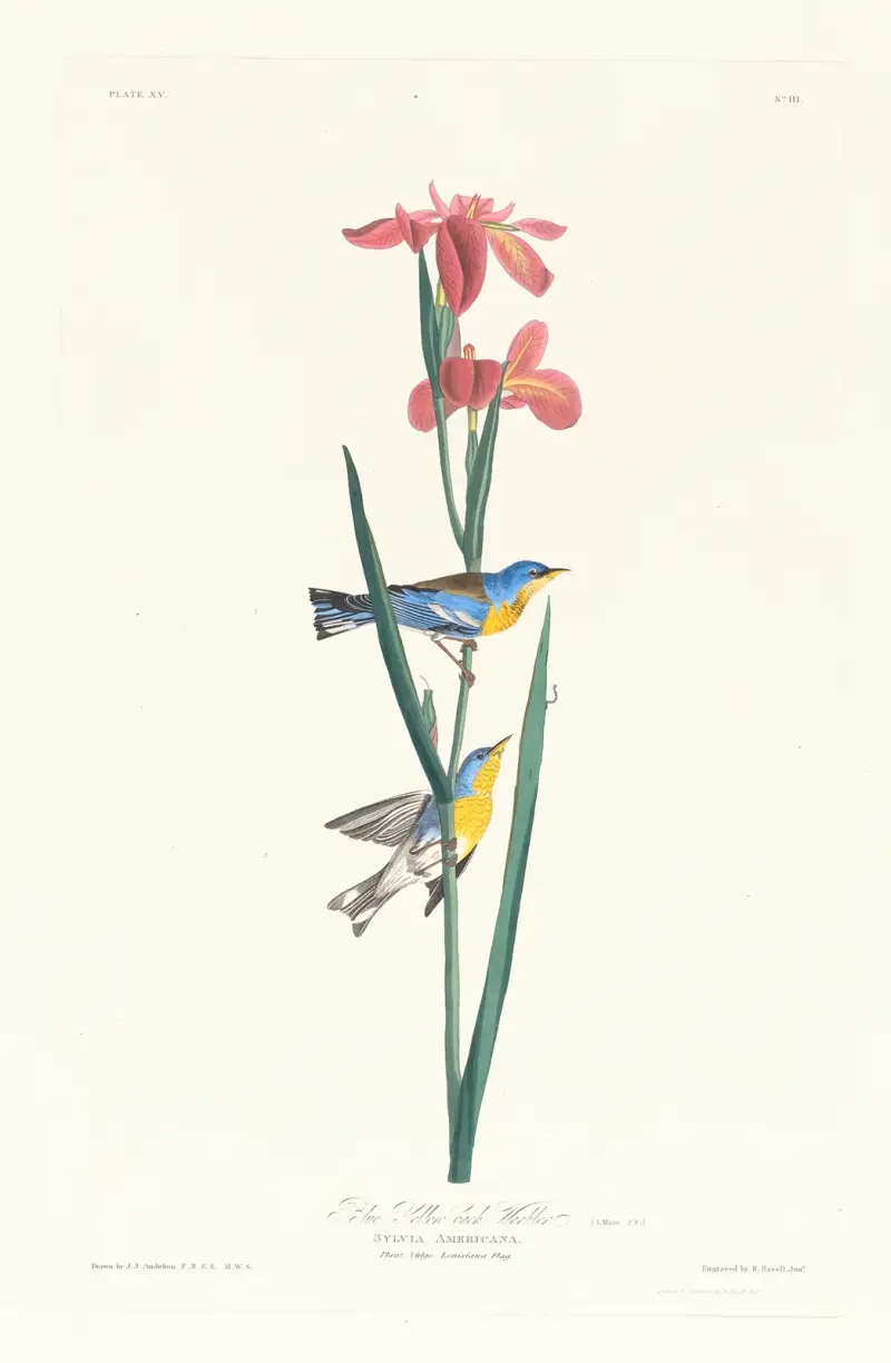 Niebiesko-żółta pokrzewka, John James Audubon