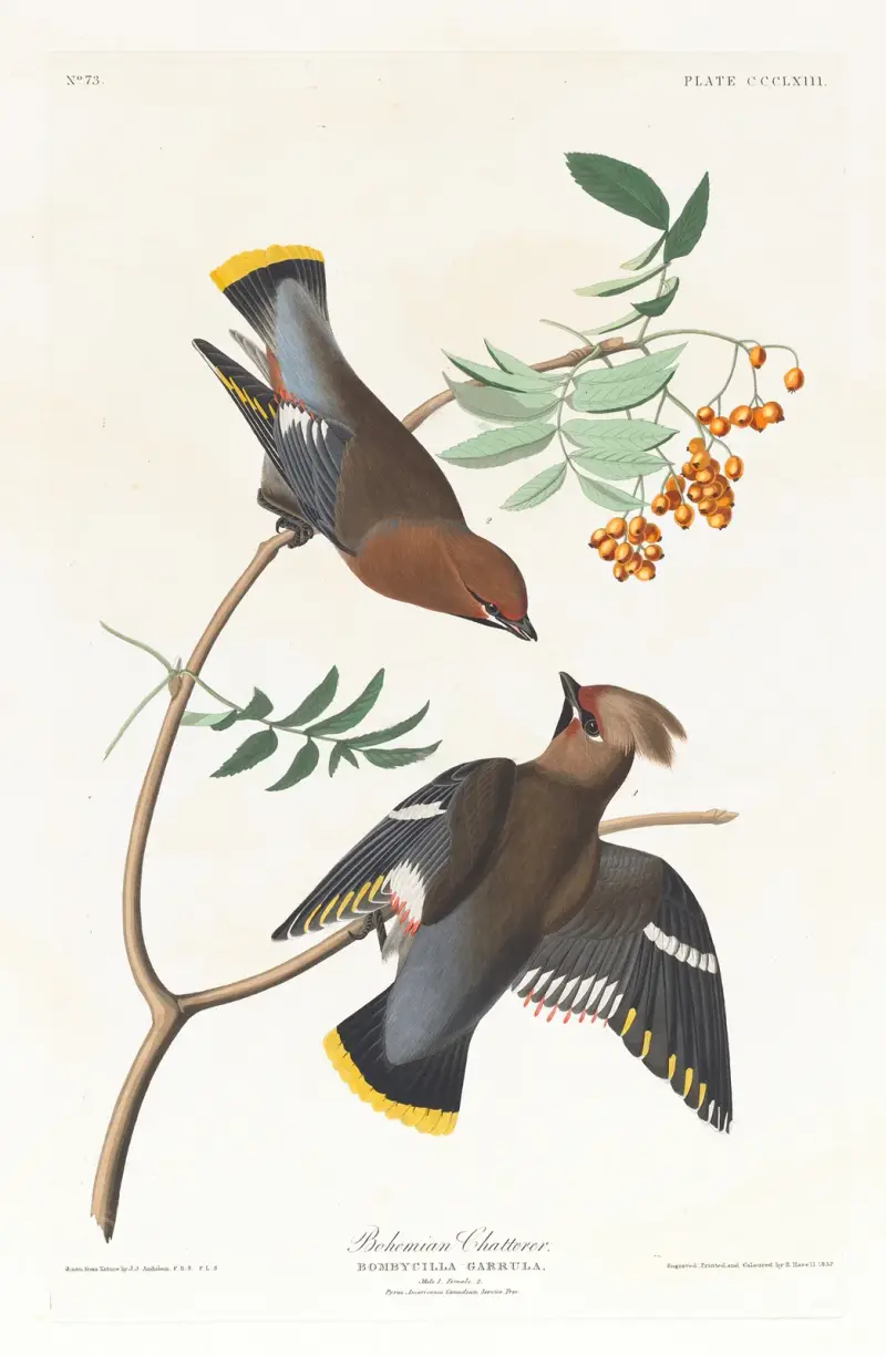 Bohemian Chatterer von John James Audubon