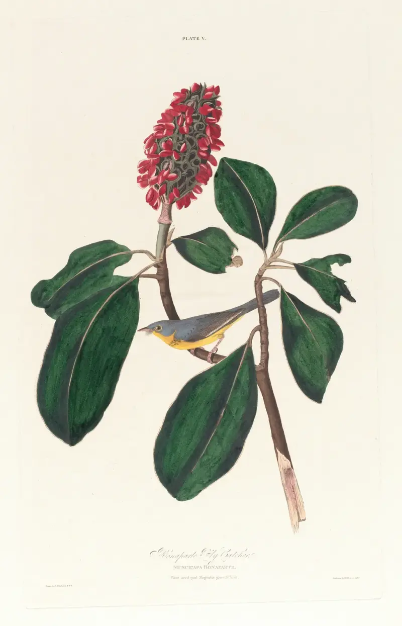 Muchołówka Bonapartego, John James Audubon