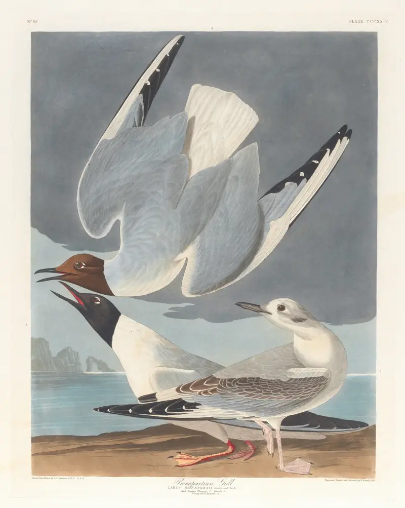 Mewa Bonapartego, John James Audubon