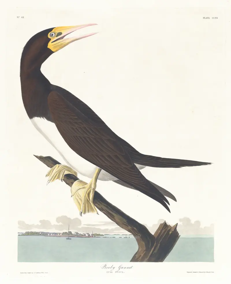 Terej obecný, John James Audubon